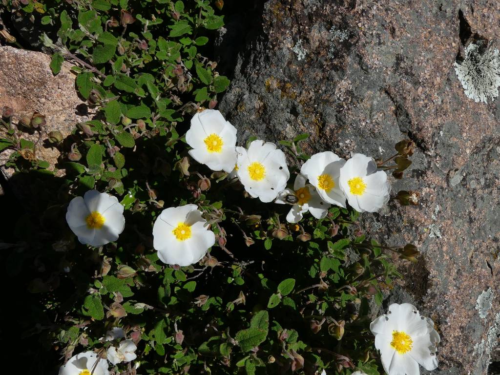 Roquebrune-Traversée du Rocher des 3 Croix-Jeudi 28 mars 2024 BlbrT0