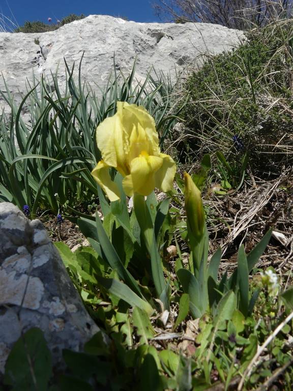 Ste Baume-Grotte aux Oeufs-Signal des Béguines-Paradis-Jeudi 11 avril 2024 Cg1FEf