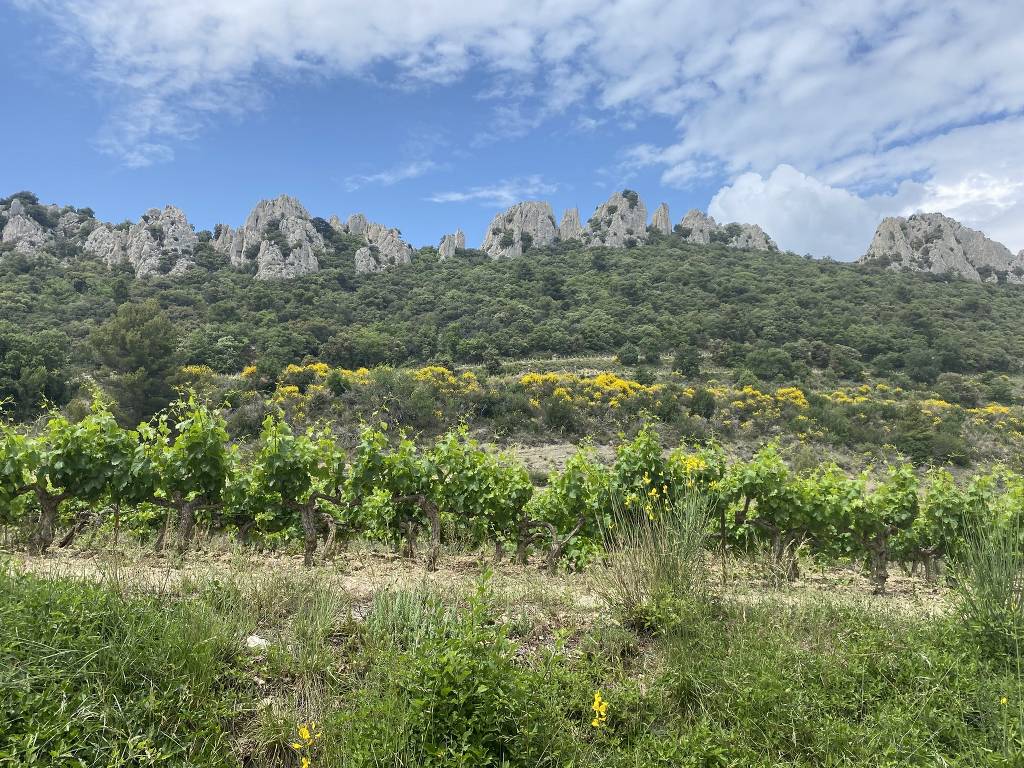 Lafare-Les Dentelles de Montmirail-Jeudi 1er juin 2023 IXC9xi