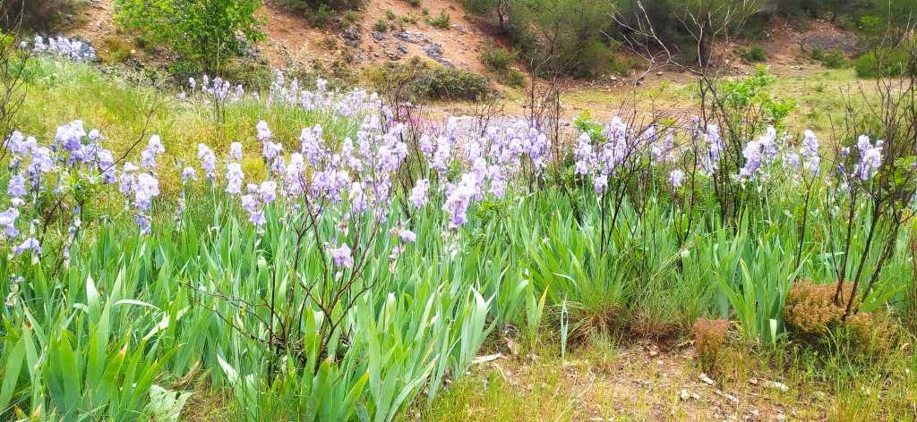 Ceyreste-Montounier-Jeudi 2 mai 2024 Yu2tjb