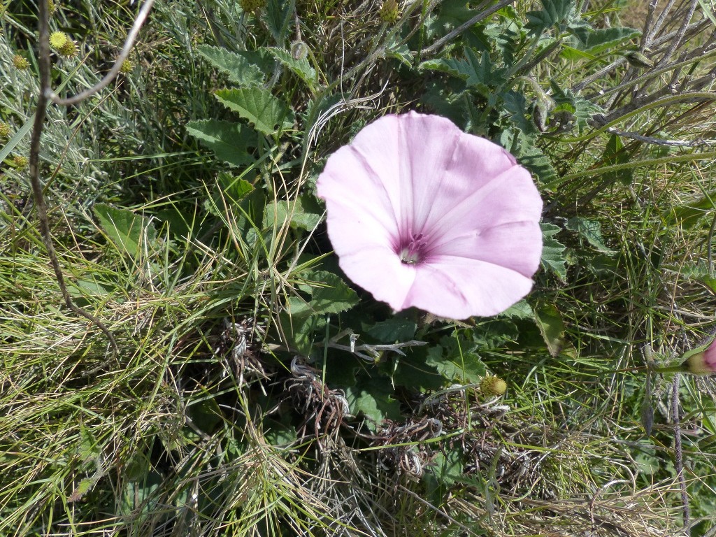 Notre Dame de Mai-Cap Sicié-Jeudi 30 avril 2015 X1crhC