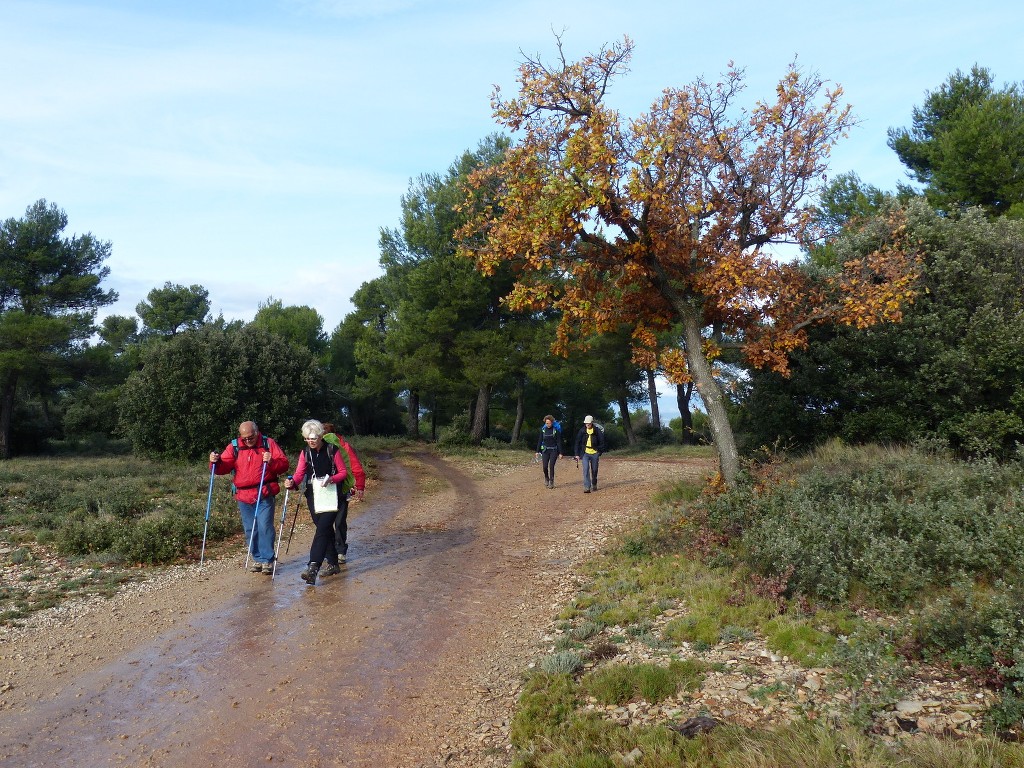 Meyrargues-Terme de Judas-Jeudi 27 novembre 2014 PKH9eF