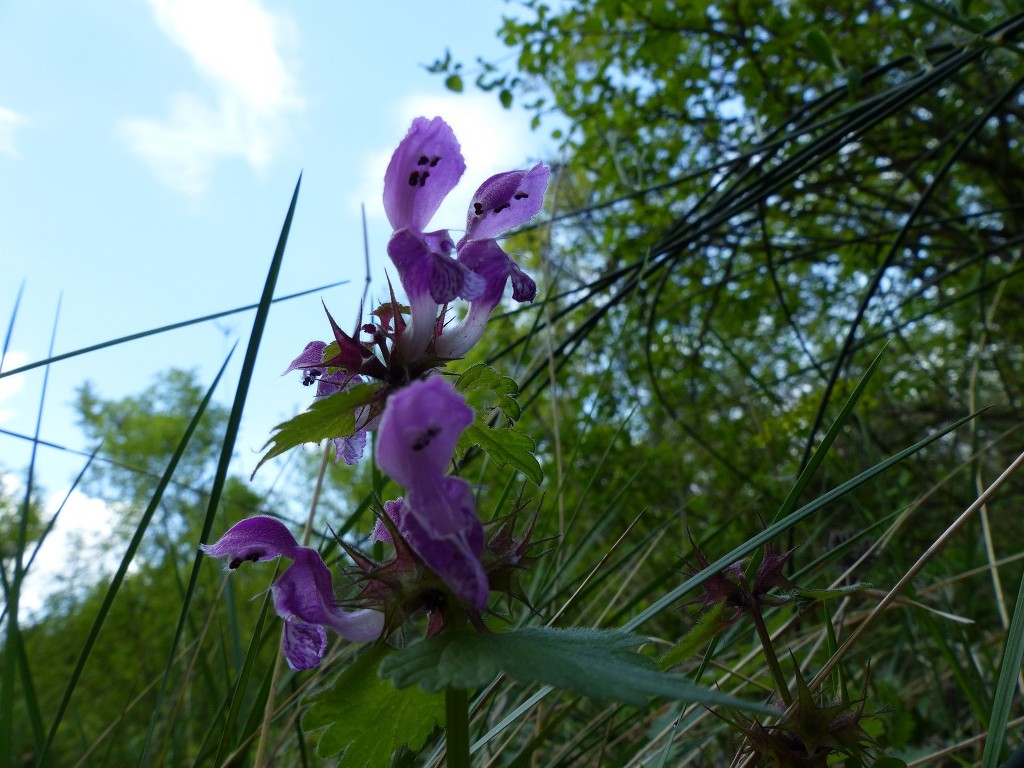 Rians-Montagne d'Artigues-Jeudi 23 avril 2015 MQ83cs