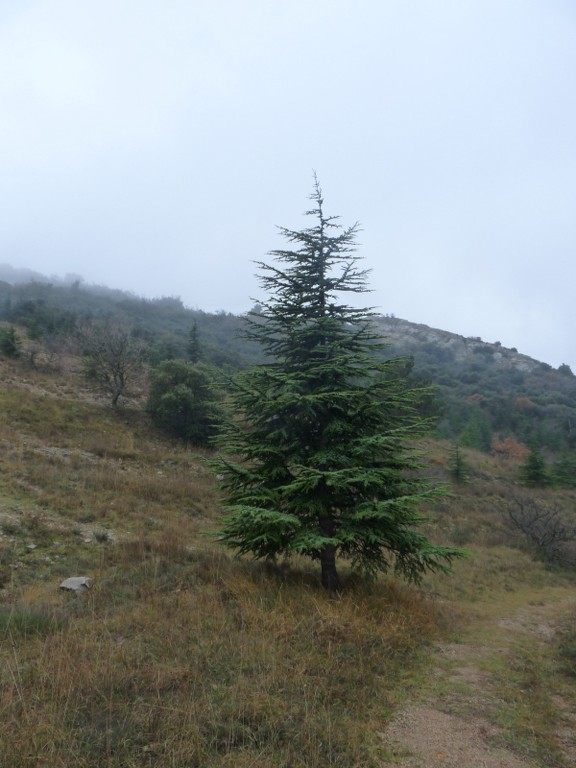 St Jean de Garguier-Col de l'Espigoulier-Jeudi 19 décembre 2013 A42n8W