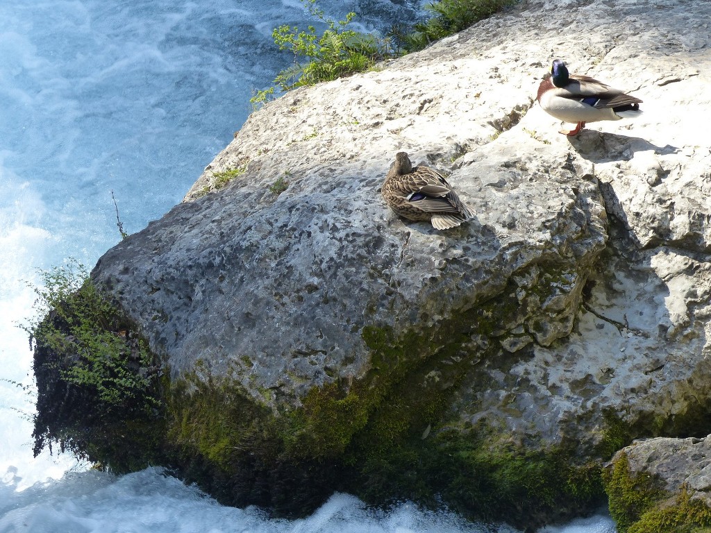 Fontaine de Vaucluse-Mourre de la Belle Etoile-Jeudi 9 avril 2015 Crlfac