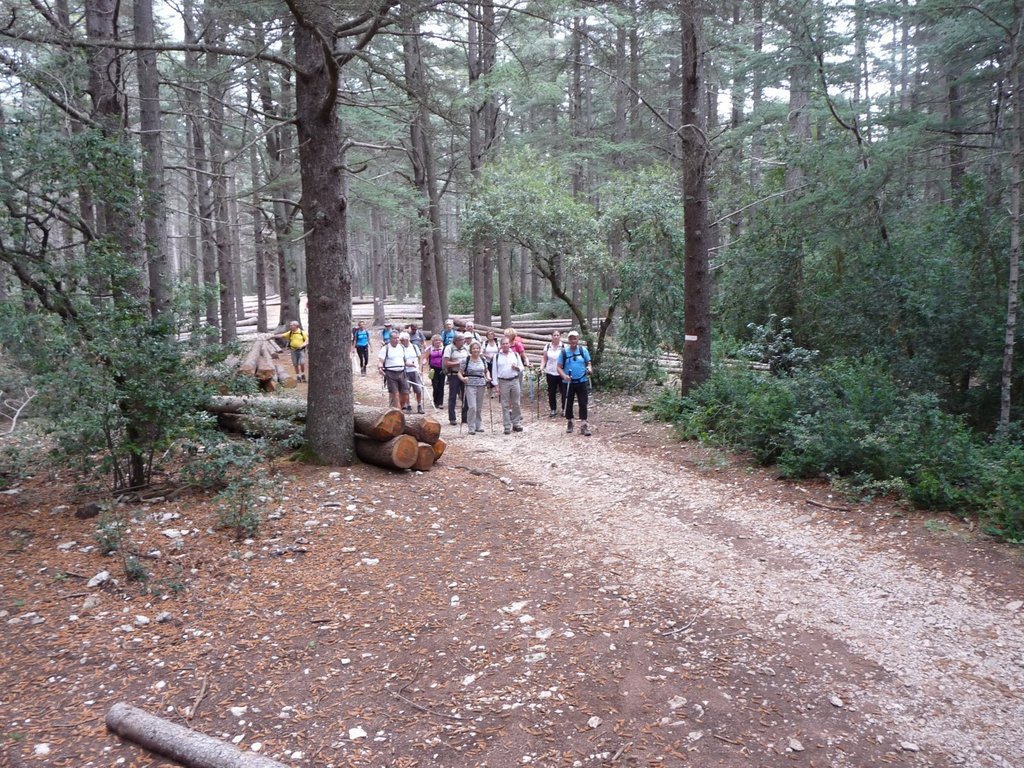 Vallon de l'Arc-Forêt des Cèdres-Arche du Portalas-Jeudi 10 octobre 2013 ThjQMr