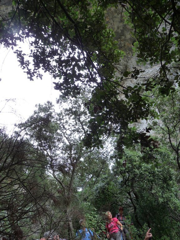 Vallon de l'Arc-Forêt des Cèdres-Arche du Portalas-Jeudi 10 octobre 2013 HKyzio