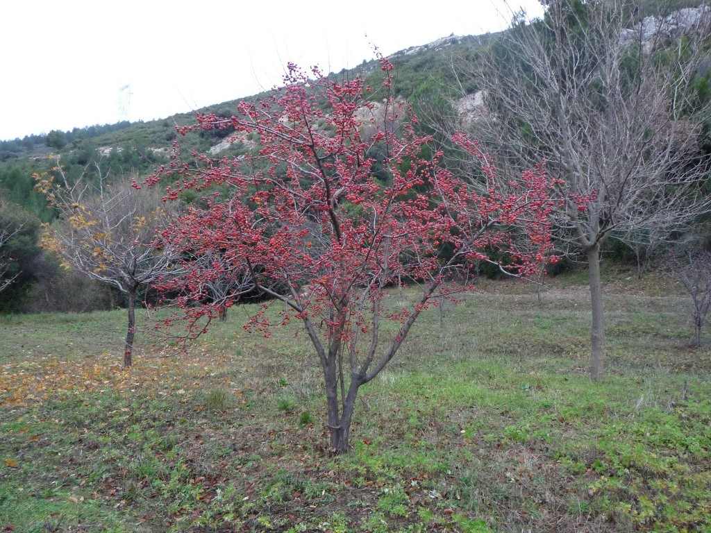 St Jean de Garguier-Col de l'Espigoulier-Jeudi 19 décembre 2013 MhyD21