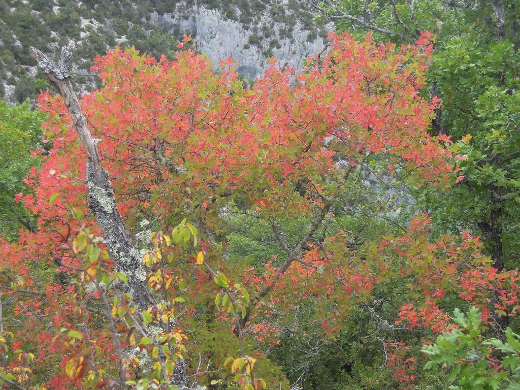 Monieux-Gorges de la Nesque-Jeudi 3 octobre 2013 QyQOog