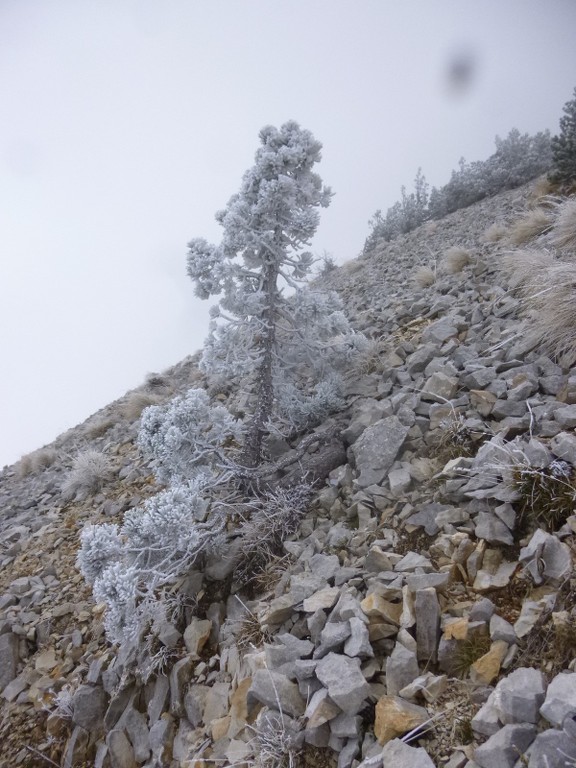 Ventoux-Balcon Nord-Jeudi 15 octobre 2015 IZKIFJ