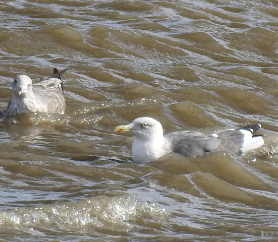 Ajuda na ID - Parque Tejo 38zGGz