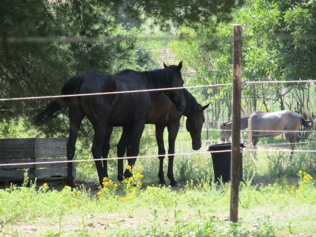 Calas - Jeudi matin 21 juin 2018 FJ3LVs