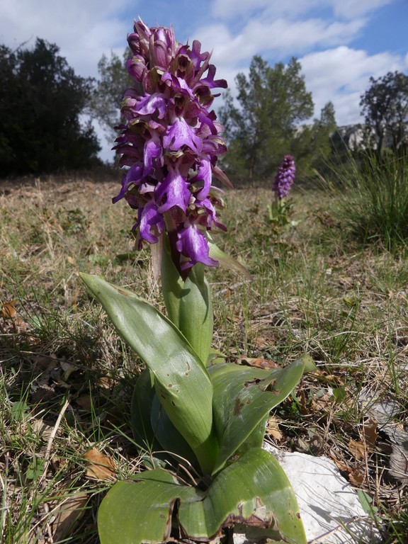 St Rémy-Plateau de la Caume-Mont Gaussier-Jeudi 14 mars 2019 QE91he