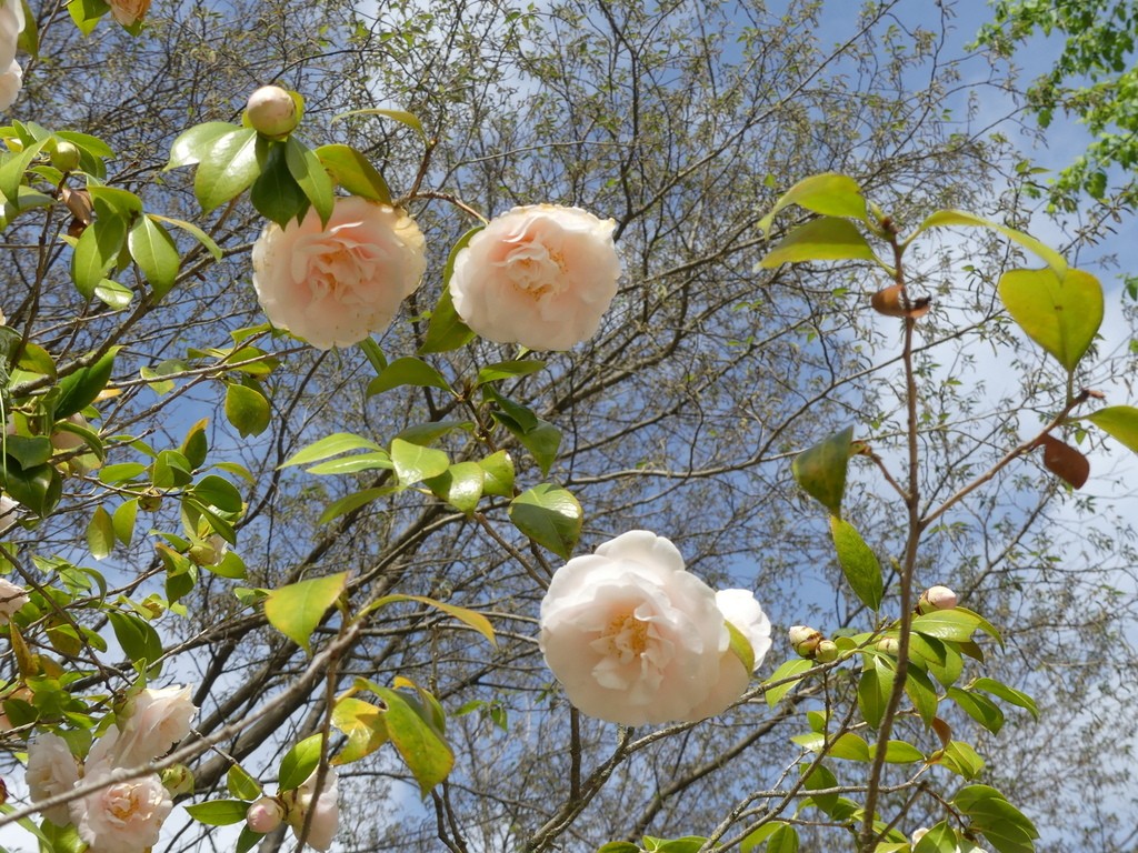 Alès-Parc floral des Prairies-Samedi 27 avril 2019 RVs9ne