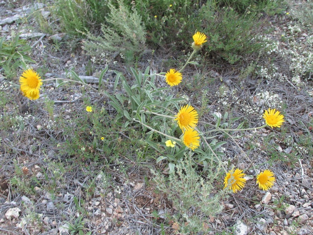 Calas - Jeudi matin 21 juin 2018 UAkuc3