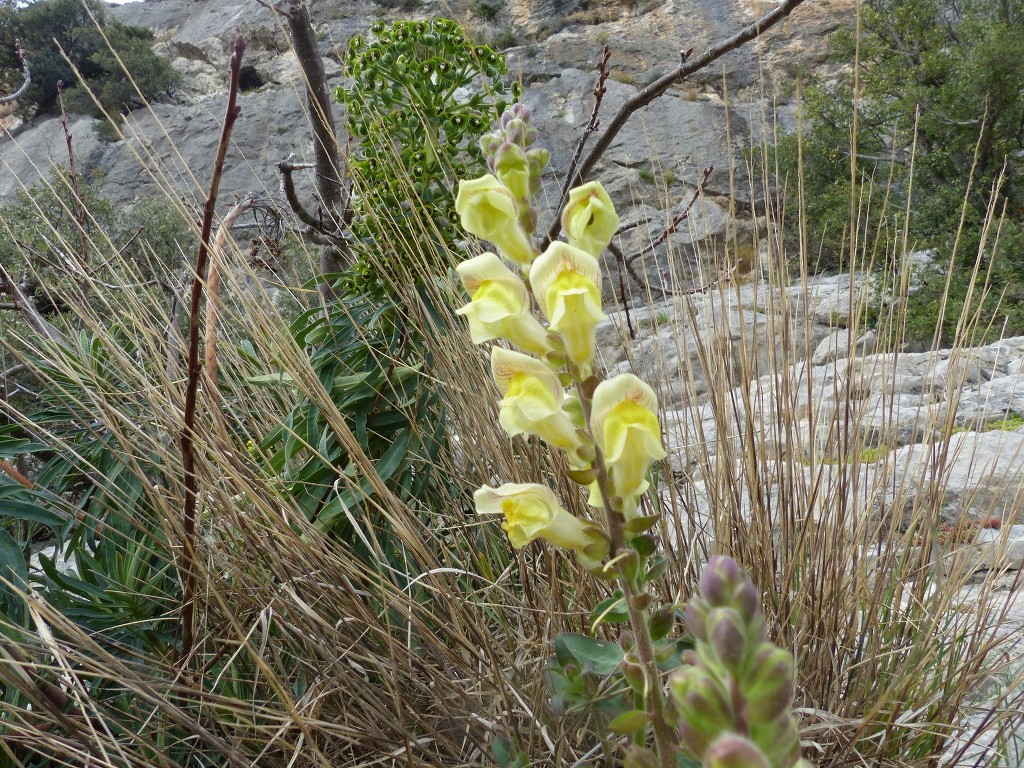 Dentelles de Montmirail-Jeudi 31 mars 2016 VASRlC