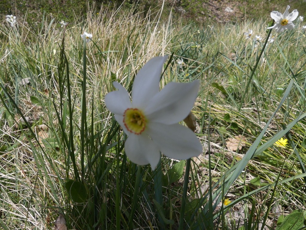 Joucas-Gorges de la Véroncle-Jeudi 18 avril 2019 VKa3pY