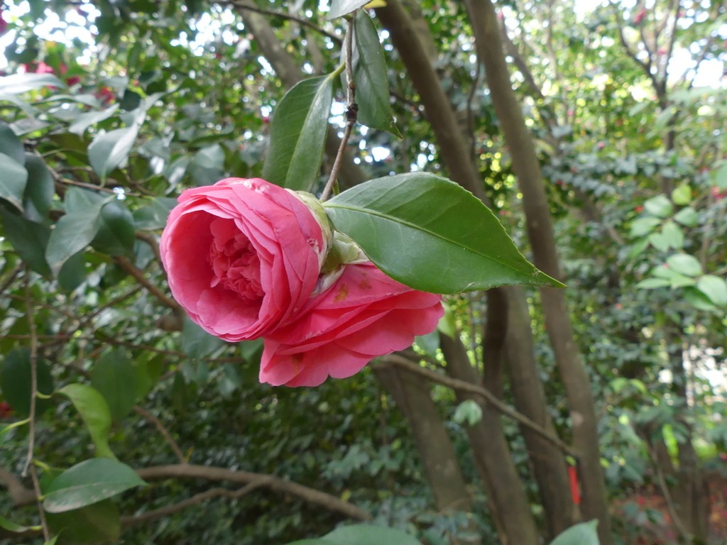 Alès-Parc floral des Prairies-Samedi 27 avril 2019 WbD2R9