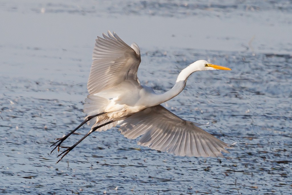 Grande Aigrette + MàJ Yk5GfM