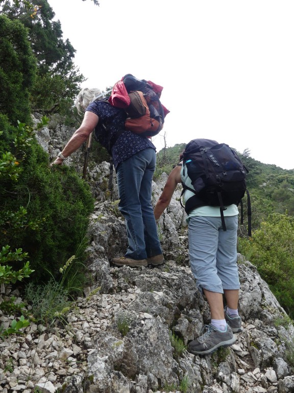 Oppède-Forêt des Cèdres-Jeudi 7 juin 2018 AvAVaD