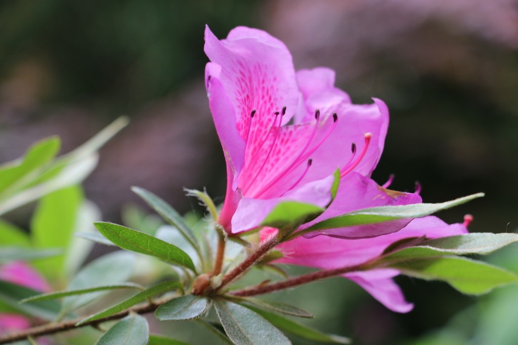 Alès-Parc floral des Prairies-Samedi 27 avril 2019 DFHbHi