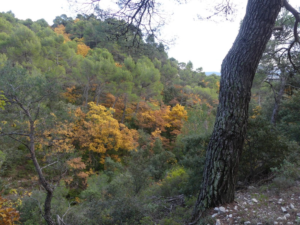 Cabrières-Crêtes du Grand Lubéron-Jeudi 28 novembre 2019 DIc6wG