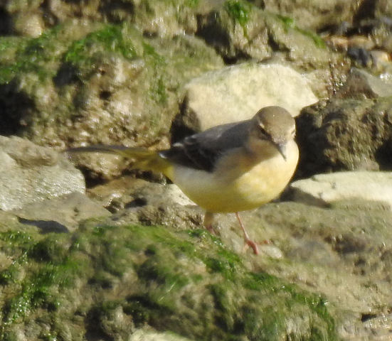 Ajuda na ID - Parque Tejo GDpTAg