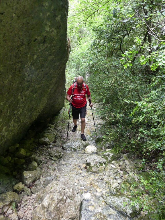 Oppède-Forêt des Cèdres-Jeudi 7 juin 2018 HuKZ7T