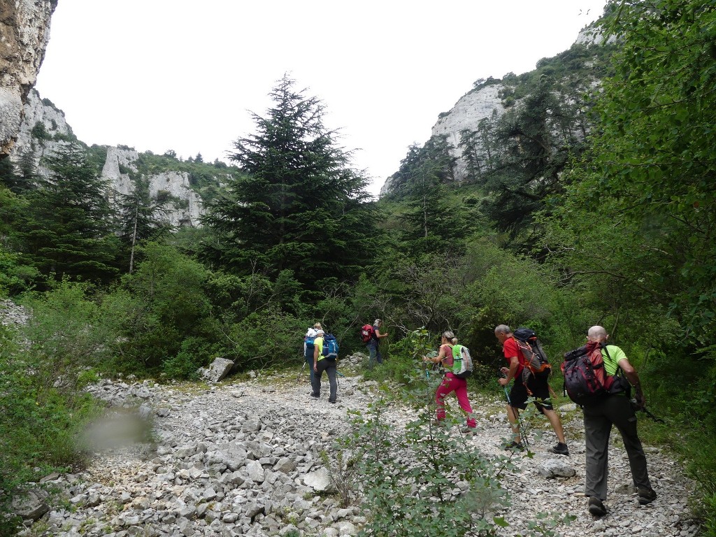 Oppède-Forêt des Cèdres-Jeudi 7 juin 2018 ILyGqS