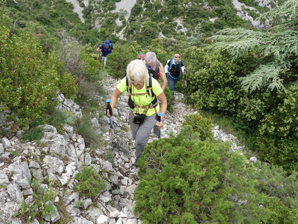 Oppède-Forêt des Cèdres-Jeudi 7 juin 2018 RDX3HQ