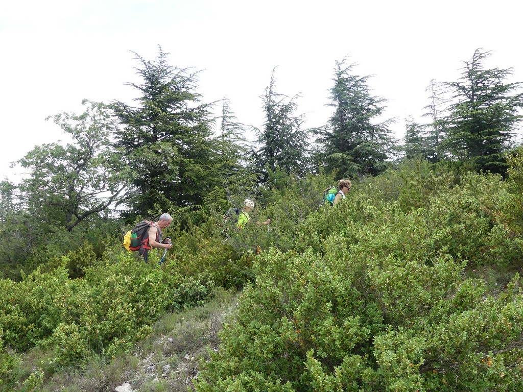 Oppède-Forêt des Cèdres-Jeudi 7 juin 2018 VTqMRM