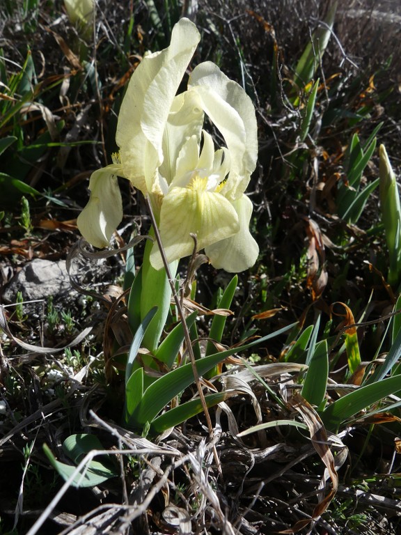 Rians-Montagne d'Artigues-Jeudi 7 mars 2019 Vu2Bsm