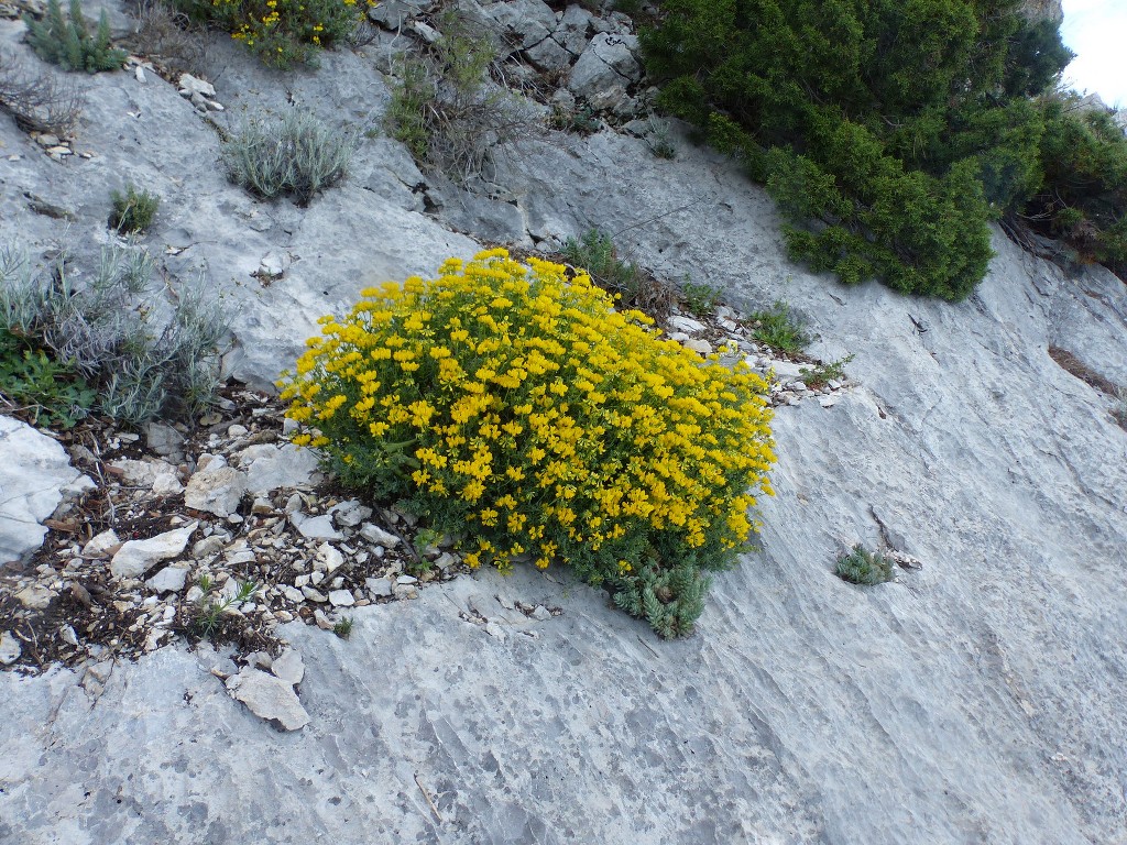 Lafare-Les Dentelles de Montmirail-Jeudi 13 mai 2021 0Vu5U3