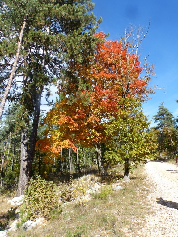 St Saturnin-lès-Apt Les Aiguiers-Jeudi 21 octobre 2021 9KHkP8