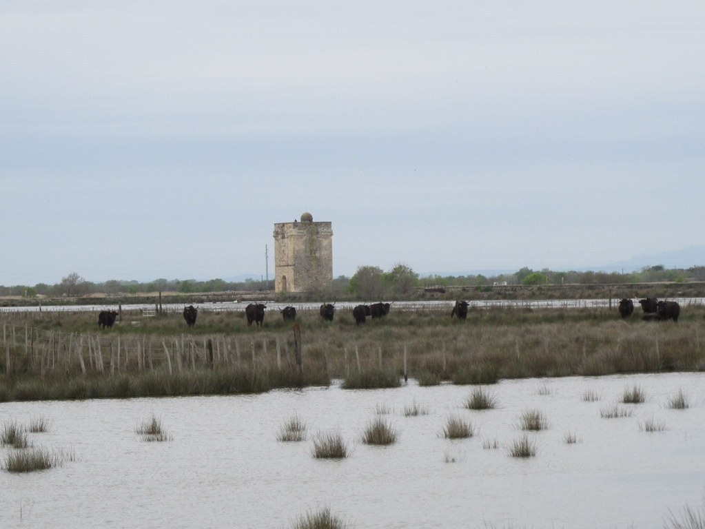 Aigues Mortes -  Suite - Samedi 14 avril 2018 BzYUNQ