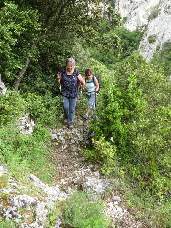 Oppède-Forêt des Cèdres-Jeudi 7 juin 2018 D0U6Lv