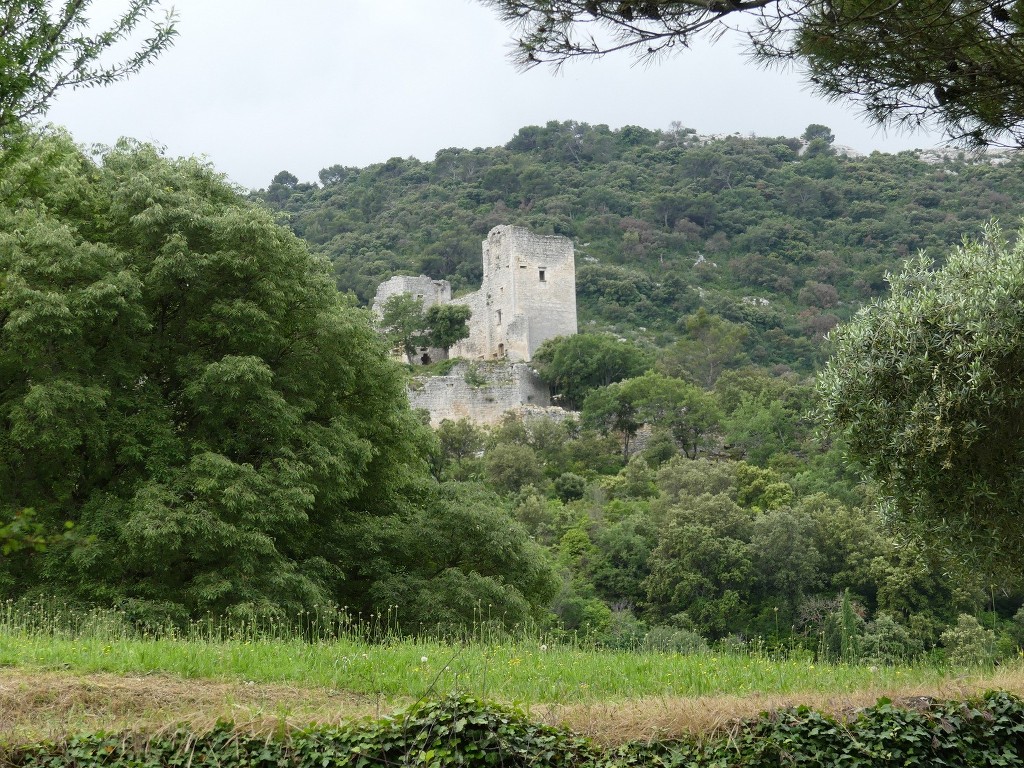 Oppède-Forêt des Cèdres-Jeudi 7 juin 2018 DlrOif