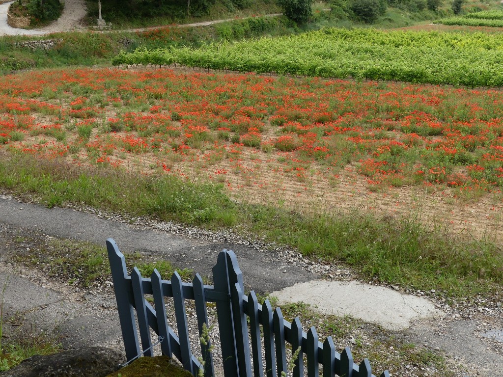 Oppède-Forêt des Cèdres-Jeudi 7 juin 2018 HRcS6v