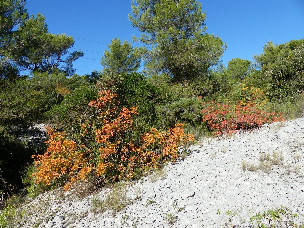 Le Revest-les-Eaux-Le Grand Cap-Jeudi 27 octobre 2016 V9w4th