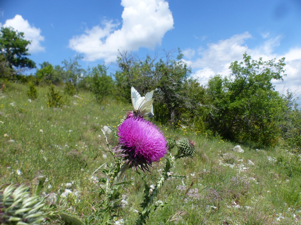 Vallée du Jabron-Valbelle-Sumiou-Jeudi 10 juin 2021 YYbpa0