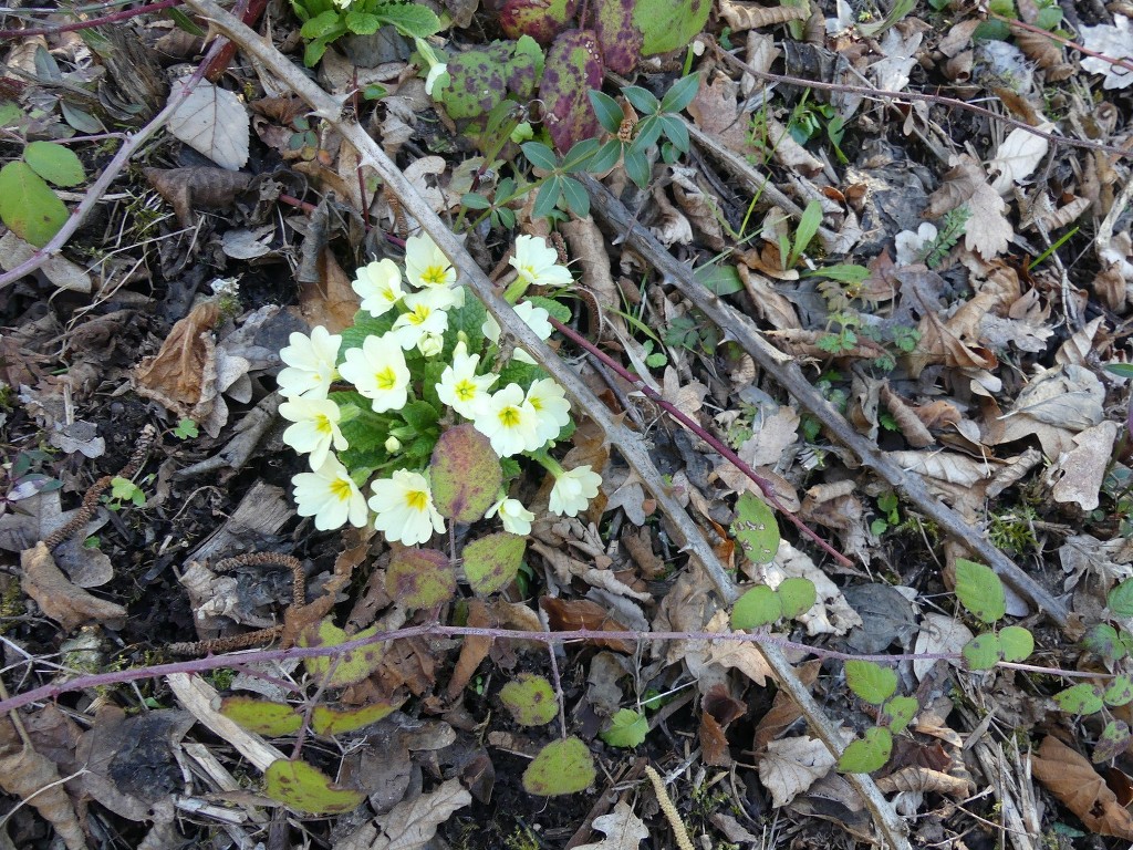 Buoux-Crêtes du Lubéron-Jeudi 22 mars 2018 AOkMgl