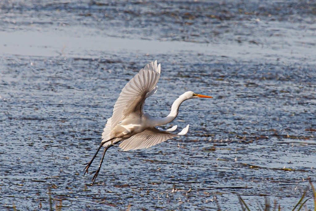 Grande Aigrette + MàJ CubISQ