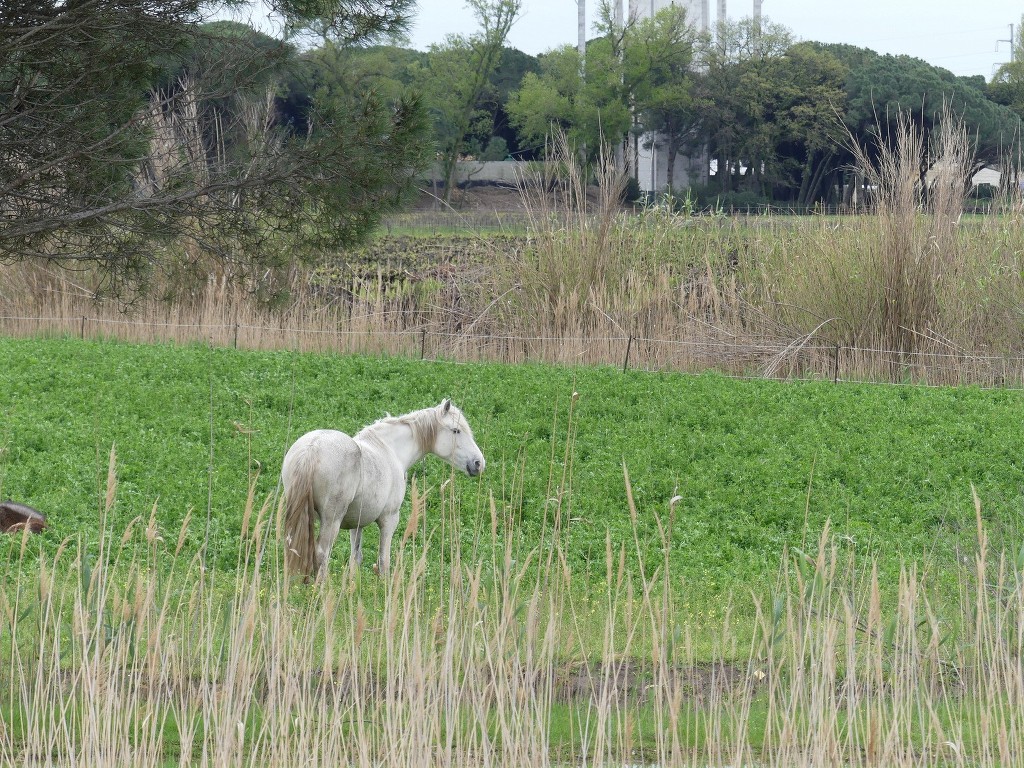 Aigues Mortes-Samedi 14 avril 2018 DmNHVi