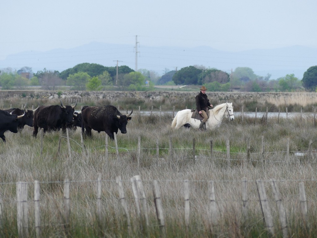 Aigues Mortes-Samedi 14 avril 2018 E8JcC3