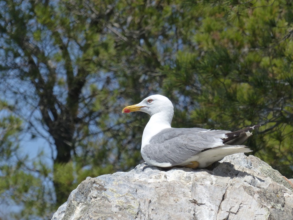 Porquerolles-Du Mont de Tièlo à la Galère-Jeudi 23 juin 2016 ElSpan