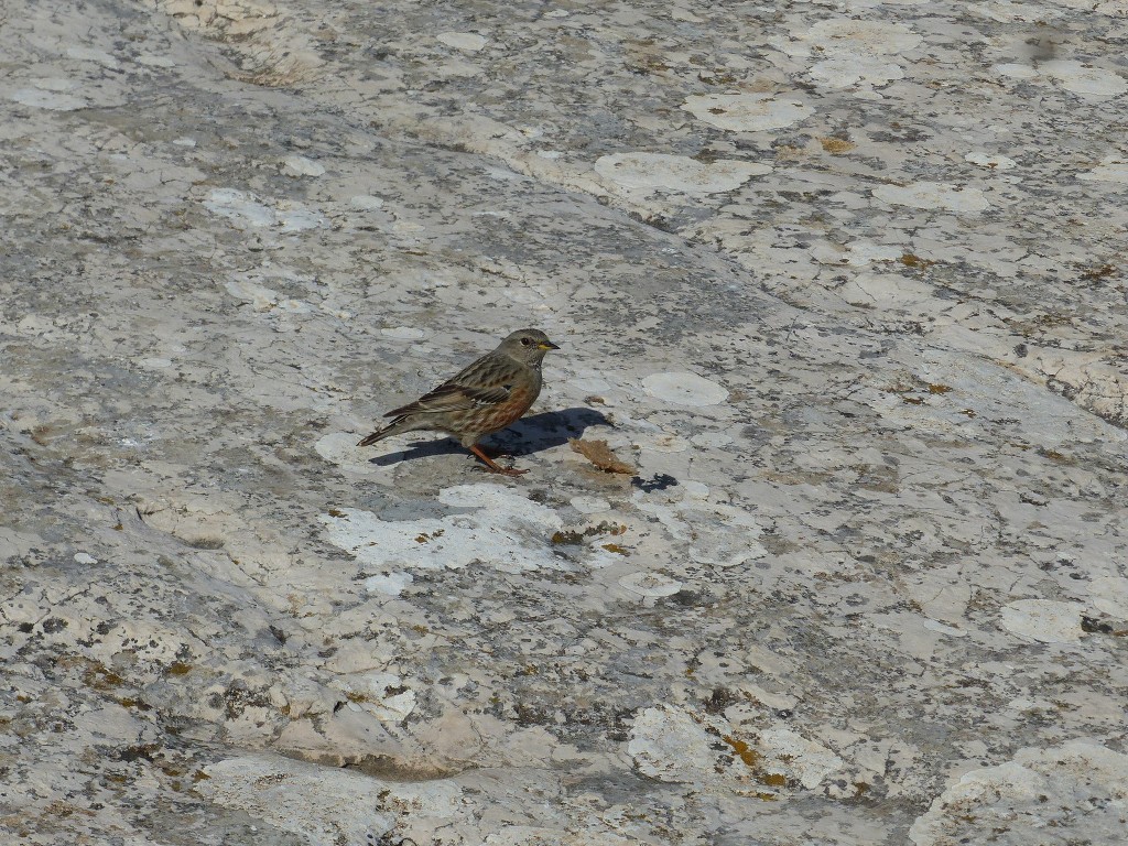 Calanques-Mont Puget par l'Œil de Verre-Jeudi 10 février 2022 Fqqdgv