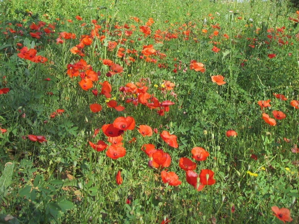 Calas - Jeudi matin 21 juin 2018 IxiSSd