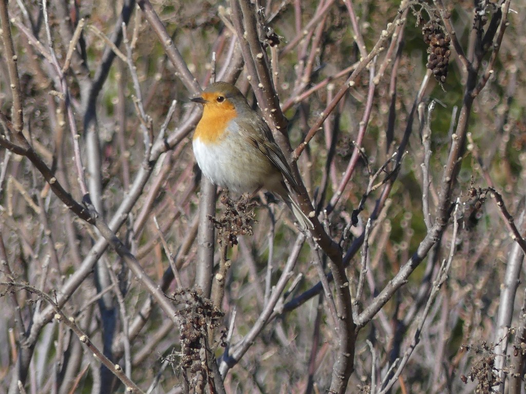 Garlaban-Puits de Raimu-Jeudi 24 janvier 2019 NIXcV2