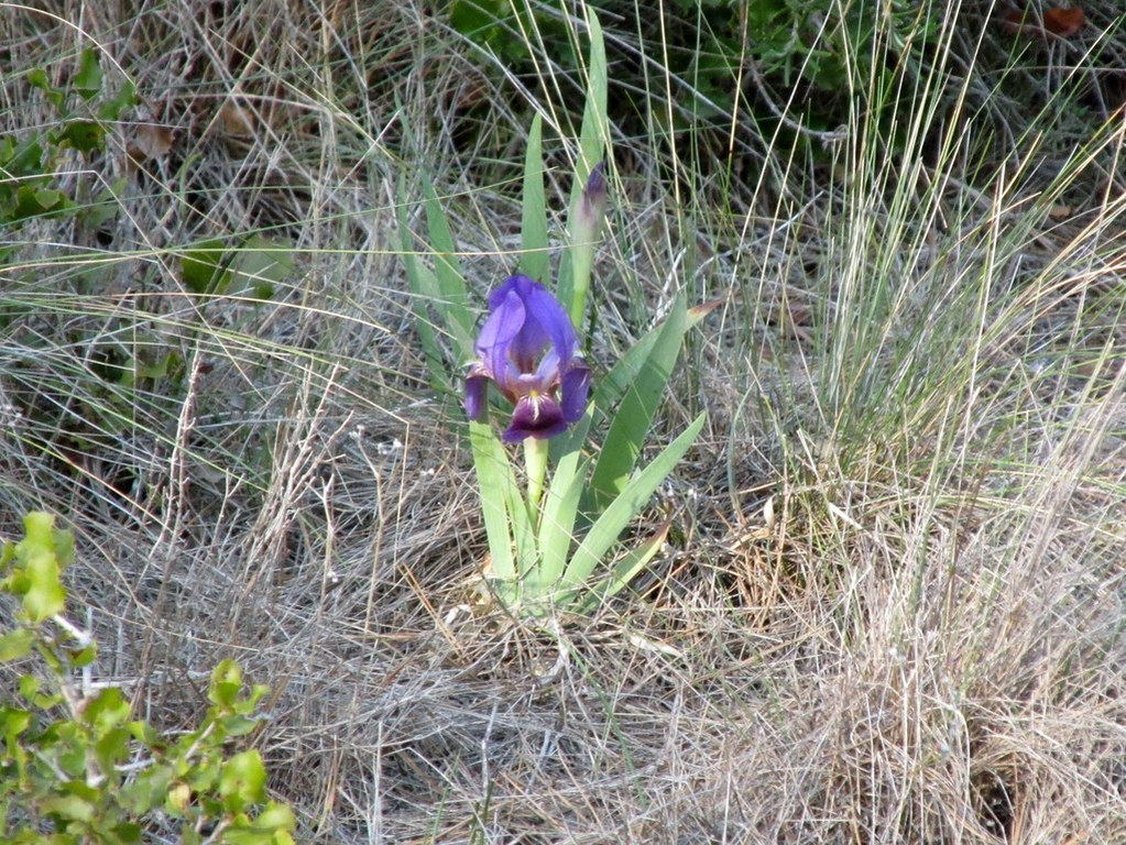 Martigues - Parc de Figuerolles - Jeudi 29 mars 2018 QZIHWE