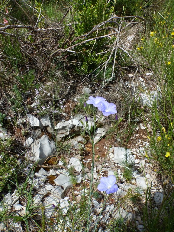 Vallée du Jabron-Valbelle-Sumiou-Jeudi 10 juin 2021 RLS8zw